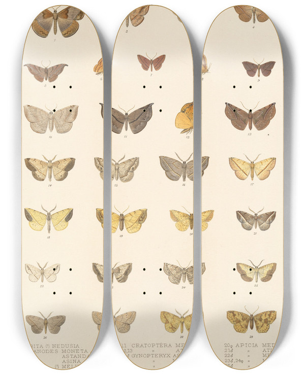 Triptych art skateboard deck of Frederick Ducane Godman Insecta Lepidopteraheterocera Pl 044 by Frederick Ducane Godman (1834-1919)
