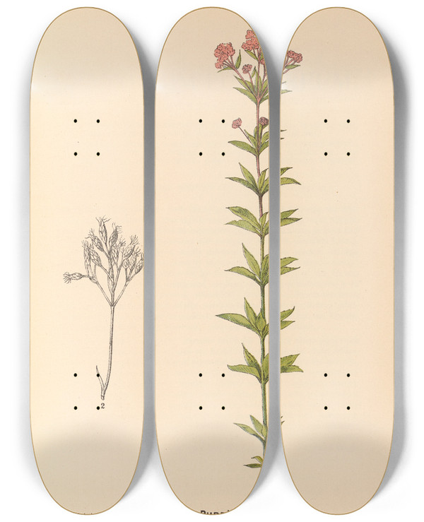 Triptych art skateboard deck of Charles Frederick Millspaugh Medicinal Plants Pl171 by Charles Frederick Millspaugh (1854-1923)