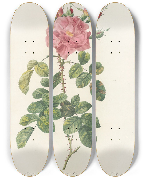Triptych art skateboard deck of Pierre Joseph Redout Rosa Bifera Variegata by Pierre Joseph Redoute (1759-1840)