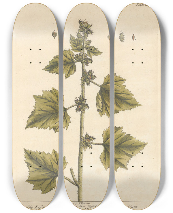 Triptych art skateboard deck of Elizabeth Blackwell The Lesser Burdock by Elizabeth Blackwell (1707-1758)