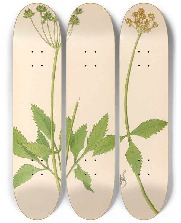 Triptych art skateboard deck of Charles Frederick Millspaugh Medicinal Plants Pl159 by Charles Frederick Millspaugh (1854-1923)