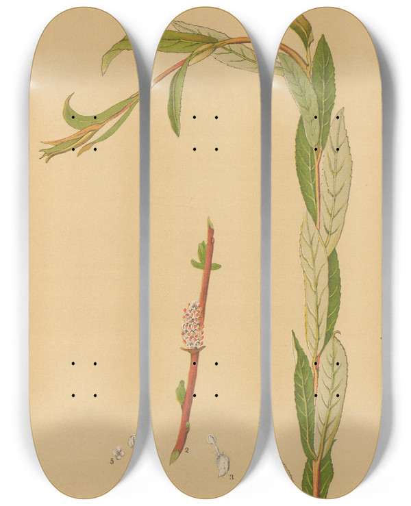 Triptych art skateboard deck of Charles Frederick Millspaugh Medicinal Plants Pl059 by Charles Frederick Millspaugh (1854-1923)
