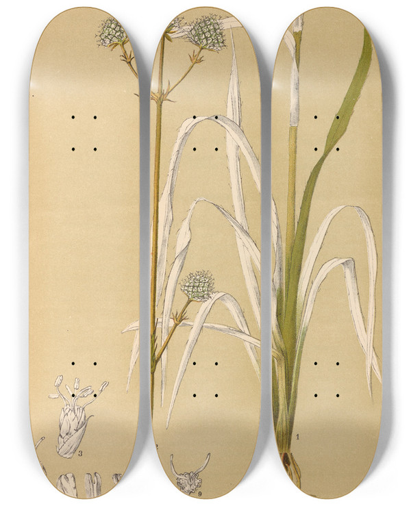 Triptych art skateboard deck of Charles Frederick Millspaugh Medicinal Plants Pl155 by Charles Frederick Millspaugh (1854-1923)