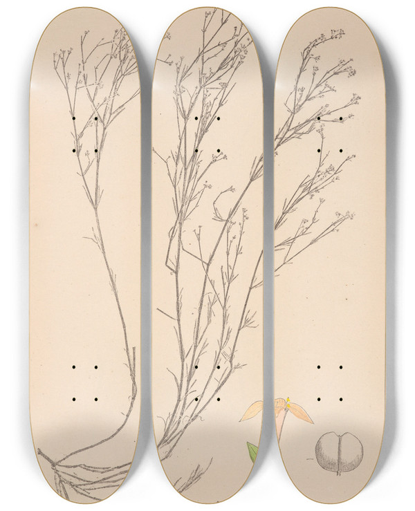 Triptych art skateboard deck of Louis Antoine Cusin Herbier De La Flore Franaise Pl0663 by Louis Antoine Cusin (1824-1901)