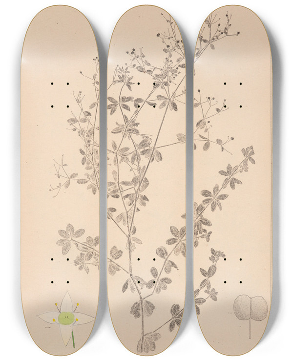 Triptych art skateboard deck of Louis Antoine Cusin Herbier De La Flore Franaise Pl0600 by Louis Antoine Cusin (1824-1901)
