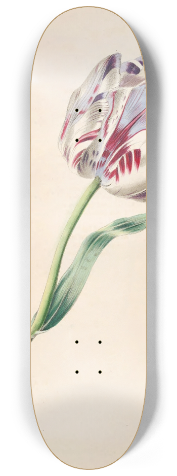 James Ackerman - The Tulip 8.25 inch art skate deck