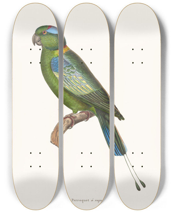 Triptych art skateboard deck of Coenraad Jacob Temminck Perroquet A Raquettes by Coenraad Jacob Temminck (1778-1858)
