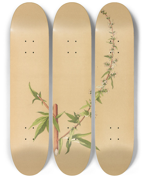 Triptych art skateboard deck of Charles Frederick Millspaugh Medicinal Plants Pl180 by Charles Frederick Millspaugh (1854-1923)