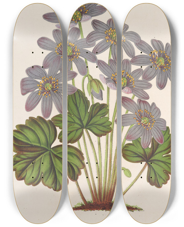 Triptych art skateboard deck of Charles Antoine Lemaire Anemone Hepatica Angulosa by Charles Antoine Lemaire (1800-1871)