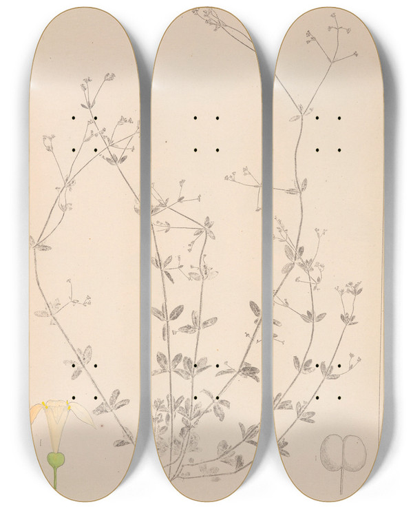 Triptych art skateboard deck of Louis Antoine Cusin Herbier De La Flore Franaise Pl0667 by Louis Antoine Cusin (1824-1901)