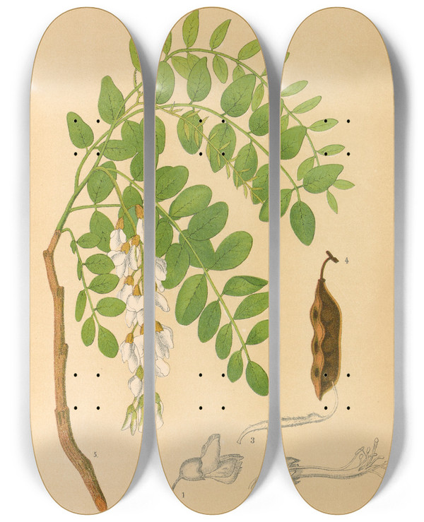 Triptych art skateboard deck of Charles Frederick Millspaugh Medicinal Plants Pl143 by Charles Frederick Millspaugh (1854-1923)