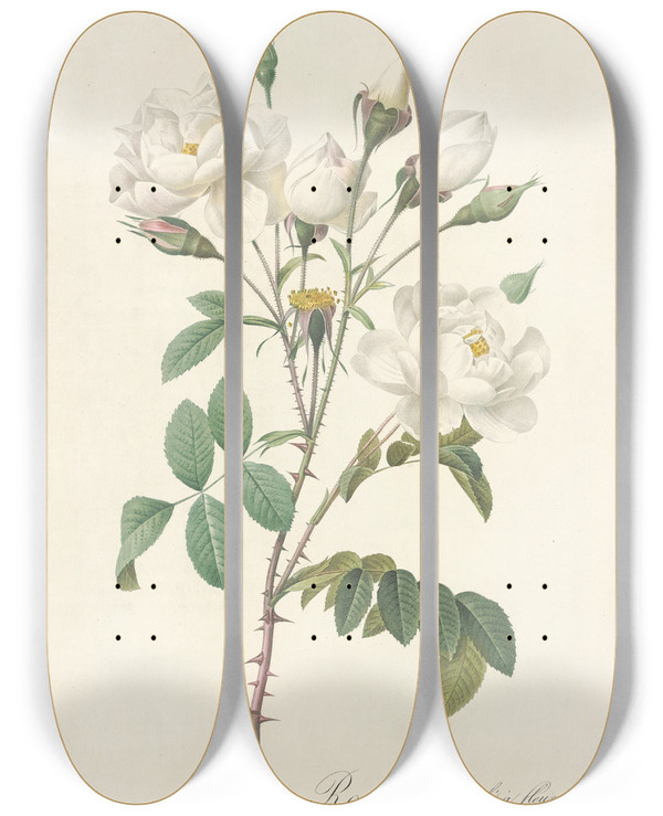 Triptych art skateboard deck of Pierre Joseph Redout Rosa Campanulata Alba by Pierre Joseph Redoute (1759-1840)