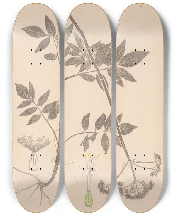 Triptych art skateboard deck of Louis Antoine Cusin Herbier De La Flore Franaise Pl0678 by Louis Antoine Cusin (1824-1901)