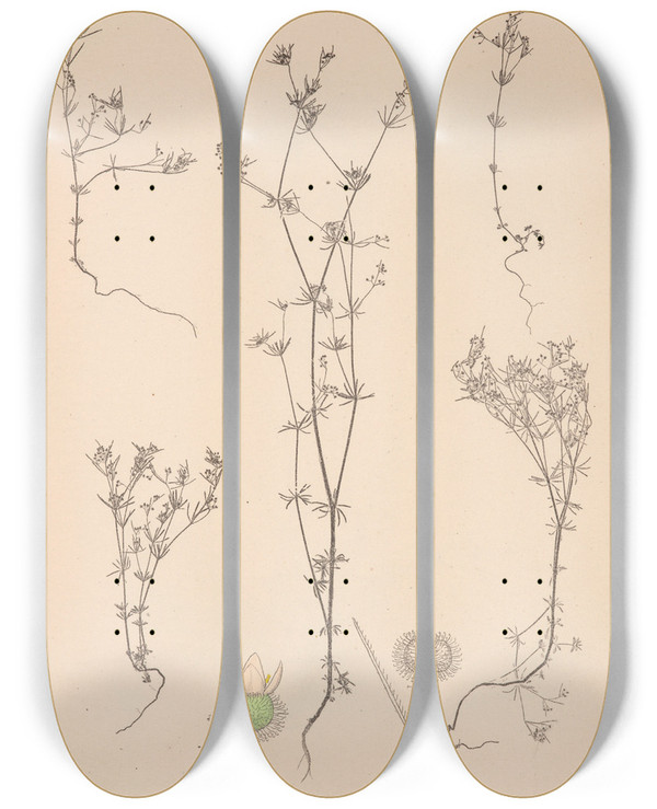Triptych art skateboard deck of Louis Antoine Cusin Herbier De La Flore Franaise Pl0643 by Louis Antoine Cusin (1824-1901)