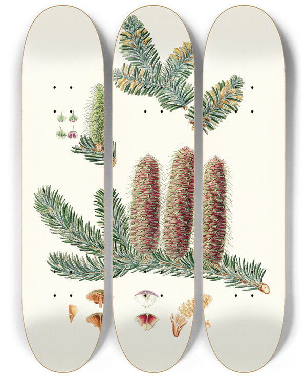 Triptych art skateboard deck of Aylmer Bourke Lambert Pinus Picea Silver Fir by Aylmer Bourke Lambert (1761-1842)