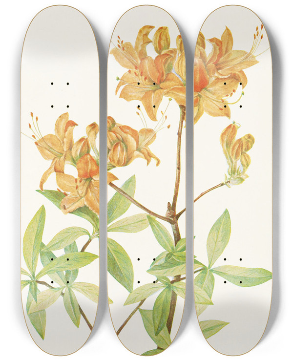 Triptych art skateboard deck of Mary Vaux Walcott Flame Azalea Azalea Lutea by Mary Vaux Walcott (1860-1940)