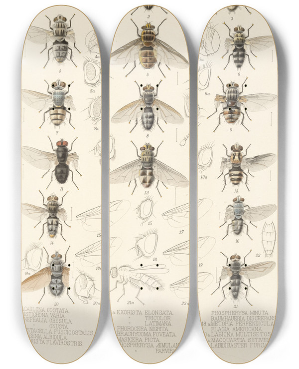 Triptych art skateboard deck of Frederick Ducane Godman Insecta Diptera Pl 11 by Frederick Ducane Godman (1834-1919)
