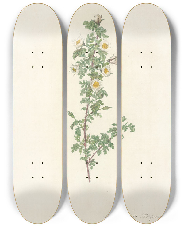 Triptych art skateboard deck of Pierre Joseph Redout Rosa Pimpinellifolia Pumila by Pierre Joseph Redoute (1759-1840)
