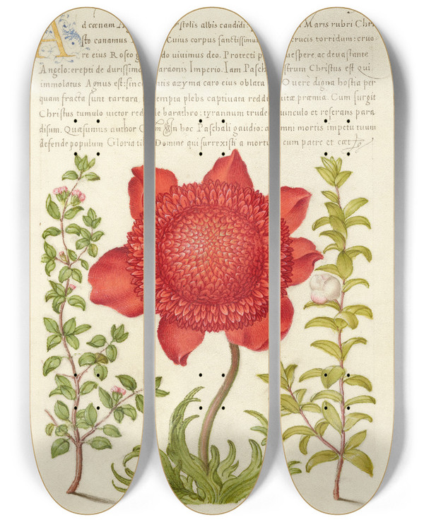 Triptych art skateboard deck of Joris Hoefnagel Basil Thyme Poppy Anemone And Myrtle by Joris Hoefnagel (1542-1600)