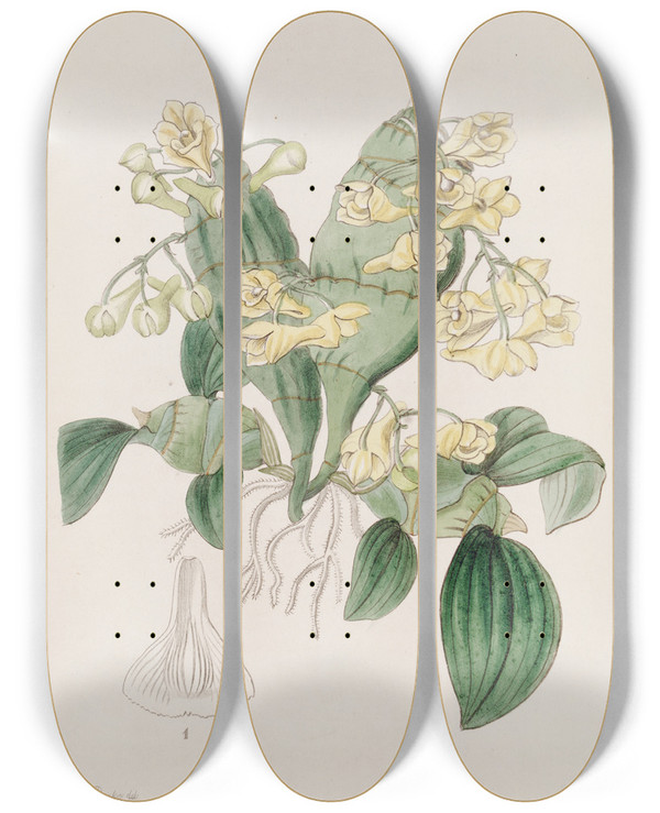 Triptych art skateboard deck of Sydenham Edwards Flatstemmed Dendrobium by Sydenham Edwards (1768-1819)