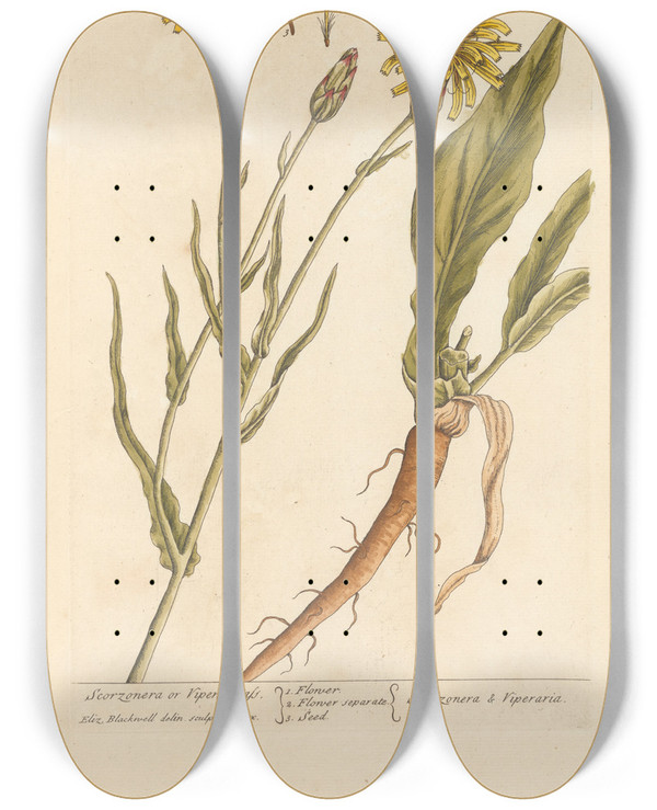 Triptych art skateboard deck of Elizabeth Blackwell Scorzonera Or Vipers Grass by Elizabeth Blackwell (1707-1758)