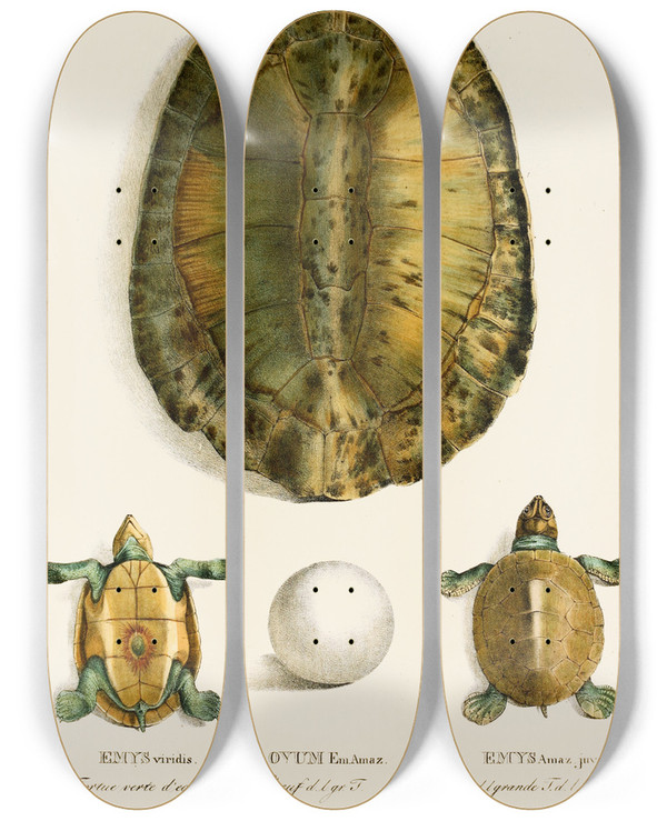 Triptych art skateboard deck of Johann Baptist Von Spix Emys Viridis Emys Amaz Juv by Johann Baptist Von Spix (1781-1826)