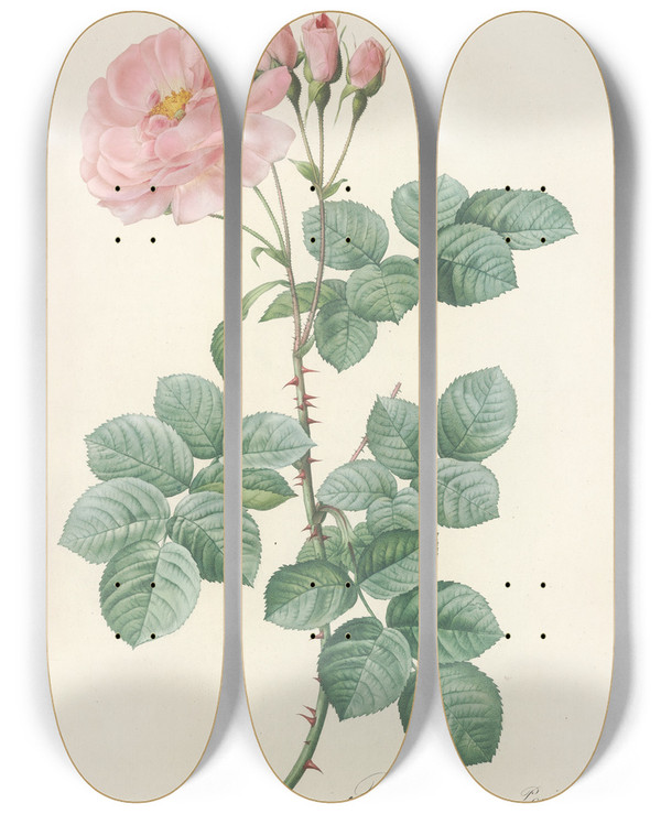 Triptych art skateboard deck of Pierre Joseph Redout Rosa Damascena Aurora by Pierre Joseph Redoute (1759-1840)