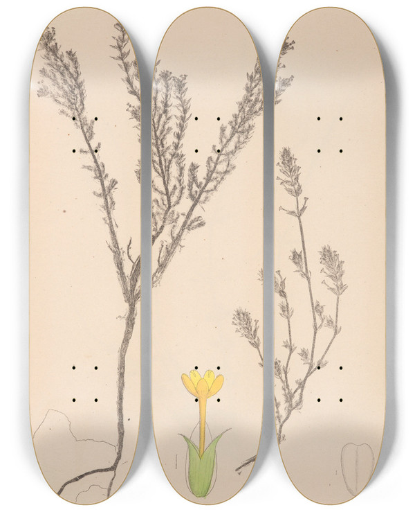 Triptych art skateboard deck of Louis Antoine Cusin Herbier De La Flore Franaise Pl0671 by Louis Antoine Cusin (1824-1901)