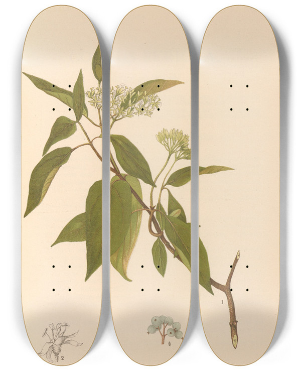 Triptych art skateboard deck of Charles Frederick Millspaugh Medicinal Plants Pl166 by Charles Frederick Millspaugh (1854-1923)