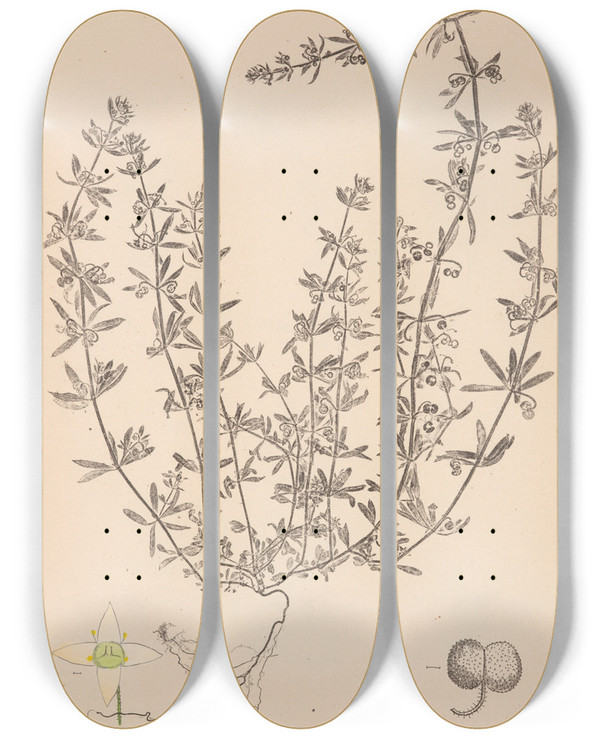 Triptych art skateboard deck of Louis Antoine Cusin Herbier De La Flore Franaise Pl0654 by Louis Antoine Cusin (1824-1901)