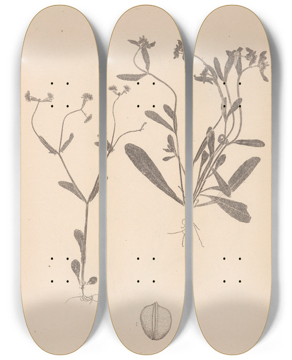 Triptych art skateboard deck of Louis Antoine Cusin Herbier De La Flore Franaise Pl0692 by Louis Antoine Cusin (1824-1901)