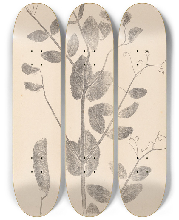 Triptych art skateboard deck of Louis Antoine Cusin Herbier De La Flore Franaise Pl0492 by Louis Antoine Cusin (1824-1901)