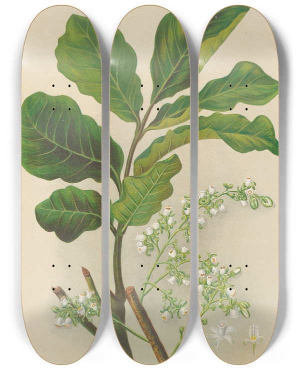 Triptych art skateboard deck of Georgina Burne Hetley Kohekohe by Georgina Burne Hetley (1832-1898)