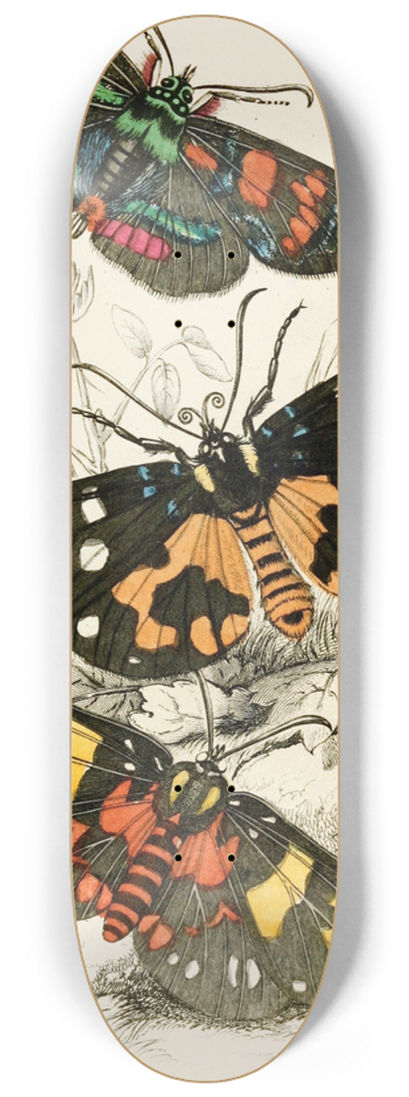 James Duncan - Agarista picta, Eusemia lectrix, Eusemia maculatrix 8.25 inch art skate deck