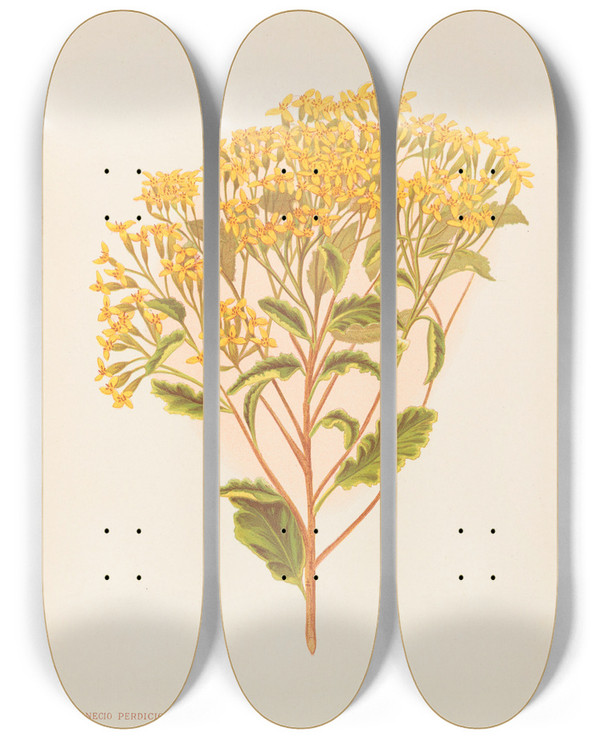 Triptych art skateboard deck of Georgina Burne Hetley Senecio Perdicioides by Georgina Burne Hetley (1832-1898)