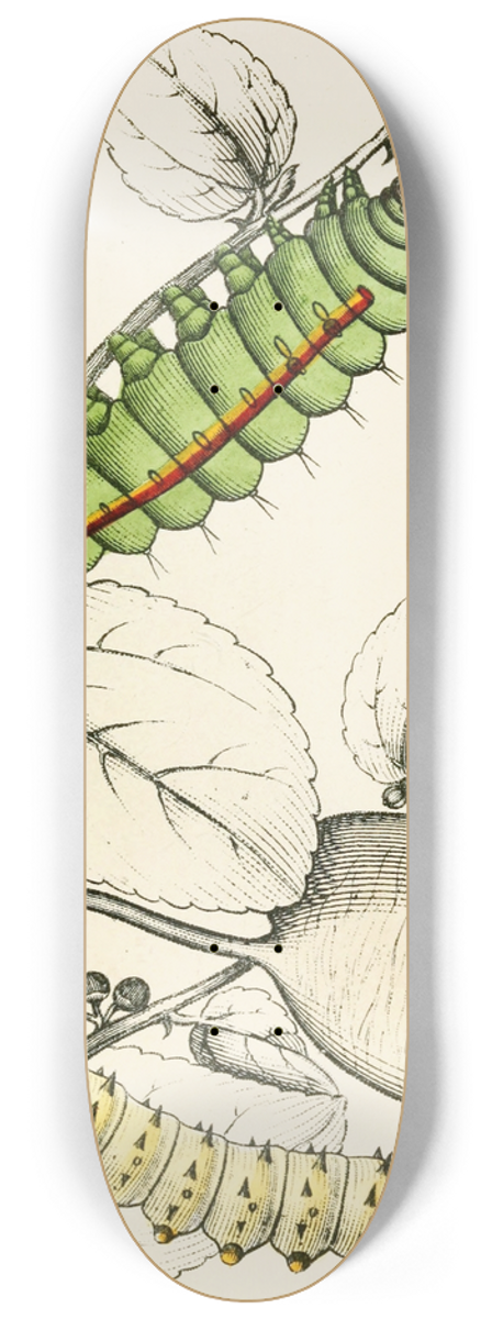 James Duncan - Caterpillar of Saturnia Cynthia, Saturnia Mylitta 8.25 inch art skate deck