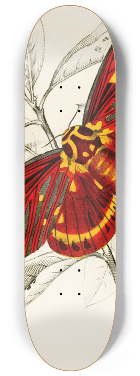 James Duncan - Dorycampa regalis 8.25 inch art skate deck