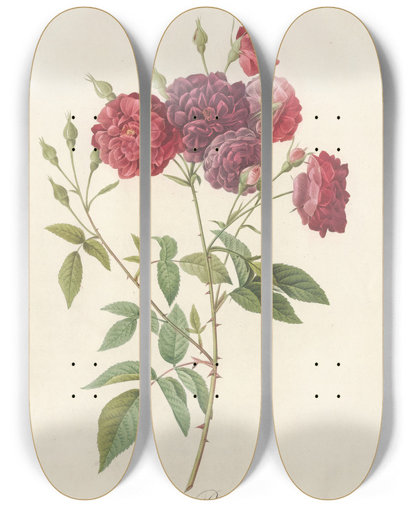 Triptych art skateboard deck of Pierre Joseph Redout Rosa Indica Subviolacea by Pierre Joseph Redoute (1759-1840)