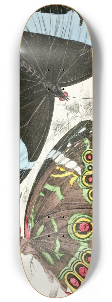James Duncan - Morpho Helenor 8.25 inch art skate deck
