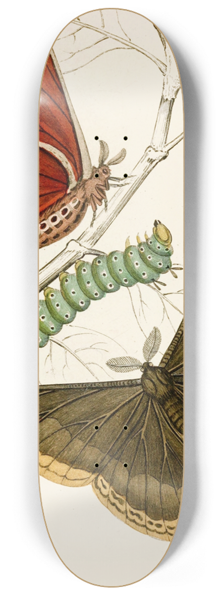 James Duncan - Saturnia Prometheus 8.25 inch art skate deck