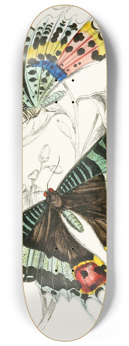 James Duncan - Thaliura Rhipheus 8.25 inch art skate deck