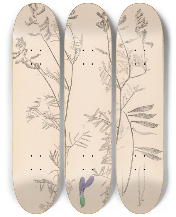 Triptych art skateboard deck of Louis Antoine Cusin Herbier De La Flore Franaise Pl0464 by Louis Antoine Cusin (1824-1901)