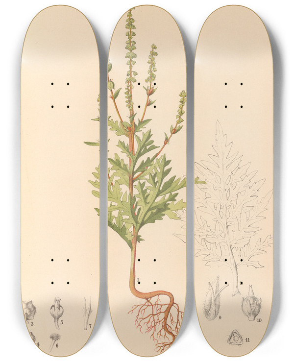 Triptych art skateboard deck of Charles Frederick Millspaugh Medicinal Plants Pl175 by Charles Frederick Millspaugh (1854-1923)