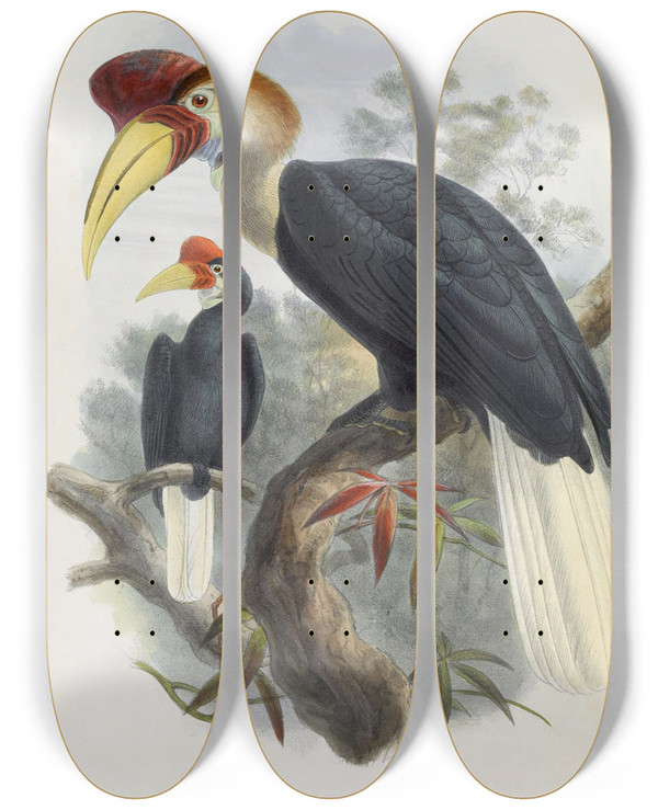 Triptych art skateboard deck of Daniel Giraud Elliot Cranorrhinus Cassidix by Daniel Giraud Elliot (1835-1915)