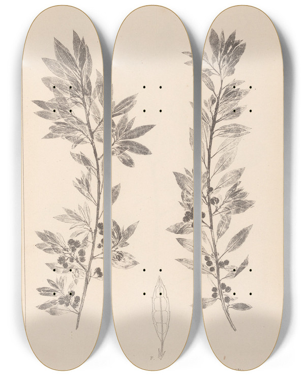Triptych art skateboard deck of Louis Antoine Cusin Herbier De La Flore Franaise Pl0155 by Louis Antoine Cusin (1824-1901)