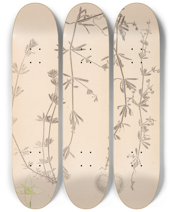 Triptych art skateboard deck of Louis Antoine Cusin Herbier De La Flore Franaise Pl0650 by Louis Antoine Cusin (1824-1901)
