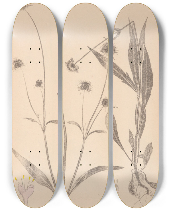 Triptych art skateboard deck of Louis Antoine Cusin Herbier De La Flore Franaise Pl0723 by Louis Antoine Cusin (1824-1901)