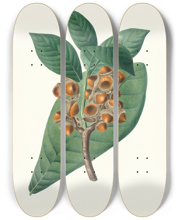 Triptych art skateboard deck of Aylmer Bourke Lambert Quercus Grandifolia Magnolialeaved Oak by Aylmer Bourke Lambert (1761-1842)