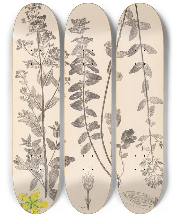 Triptych art skateboard deck of Louis Antoine Cusin Herbier De La Flore Franaise Pl0111 by Louis Antoine Cusin (1824-1901)
