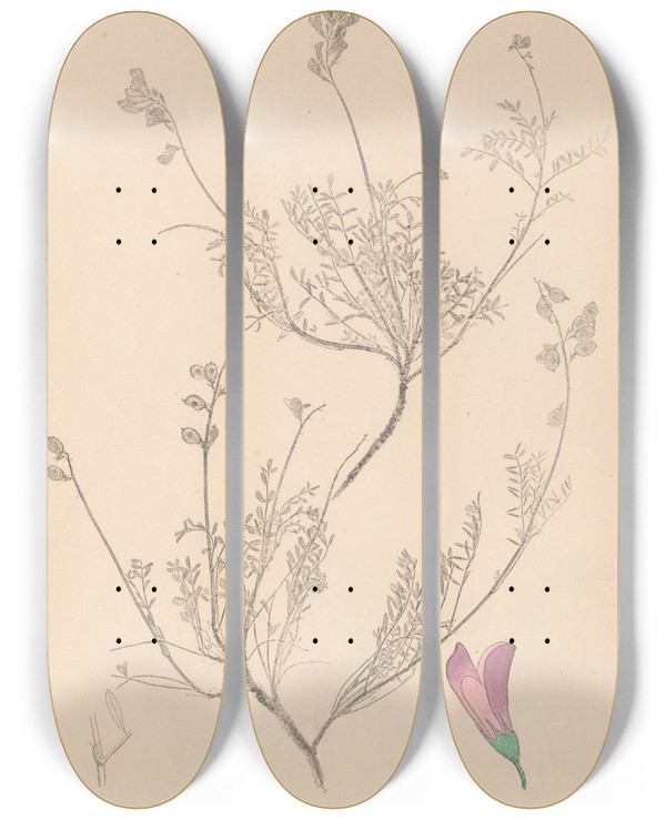 Triptych art skateboard deck of Louis Antoine Cusin Herbier De La Flore Franaise Pl0550 by Louis Antoine Cusin (1824-1901)